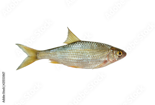 Fototapeta Naklejka Na Ścianę i Meble -  Fresh roach fish isolated on white background