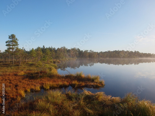 Marsh landscape