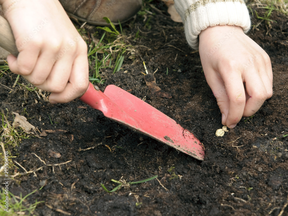 Child hands seeding a pea in garden. Spring scene Child hands seeding a pea in garden. Spring scene