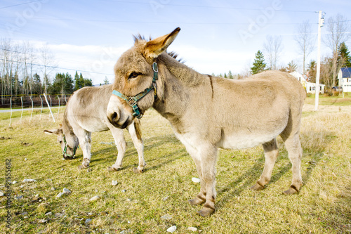 donkeys, Vermont, USA