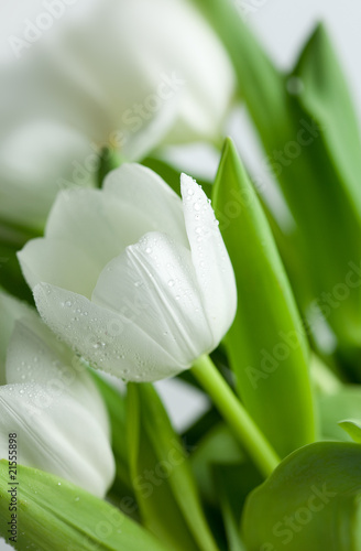 Fototapeta Naklejka Na Ścianę i Meble -  White Tulips