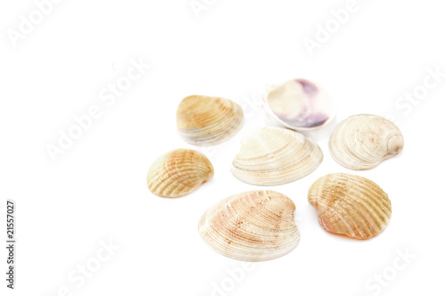 sea shell.