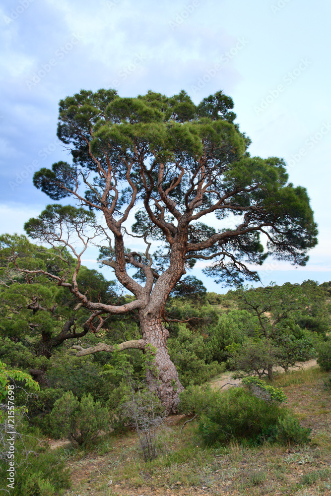 juniper tree