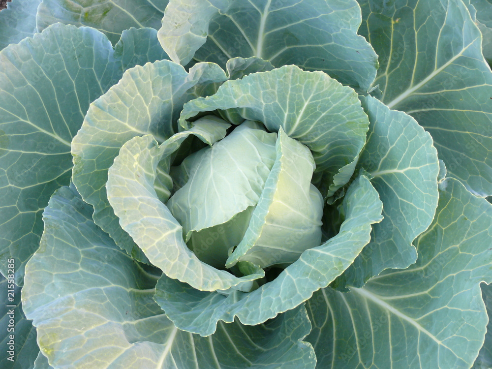 Fototapeta premium Forks of the green cabbage