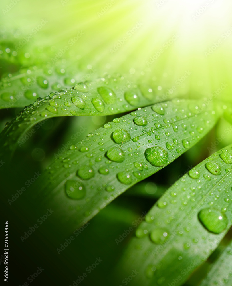 Background fresh and green Background fresh and green