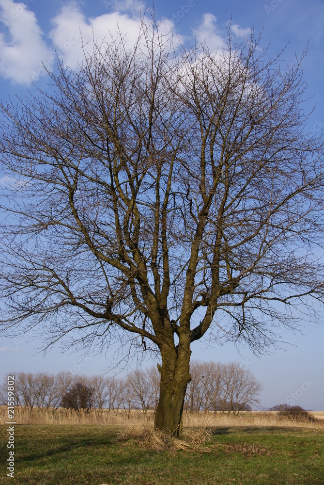 Tree without leaves Tree without leaves
