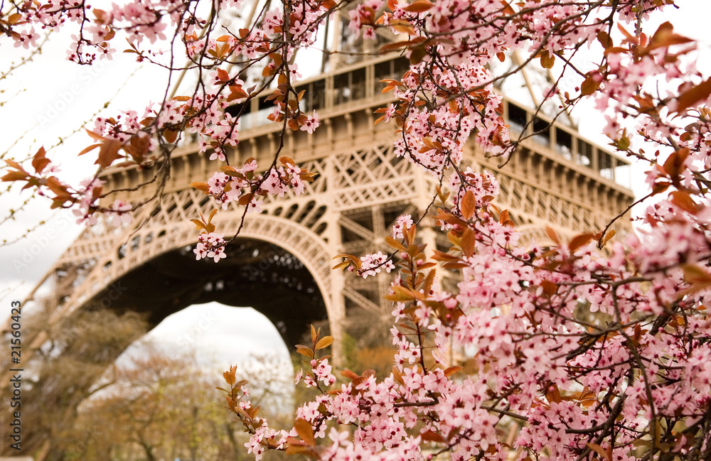 Naklejka premium Wiosna w Paryżu. Bloomy wiśniowe drzewo i Wieża Eiffla