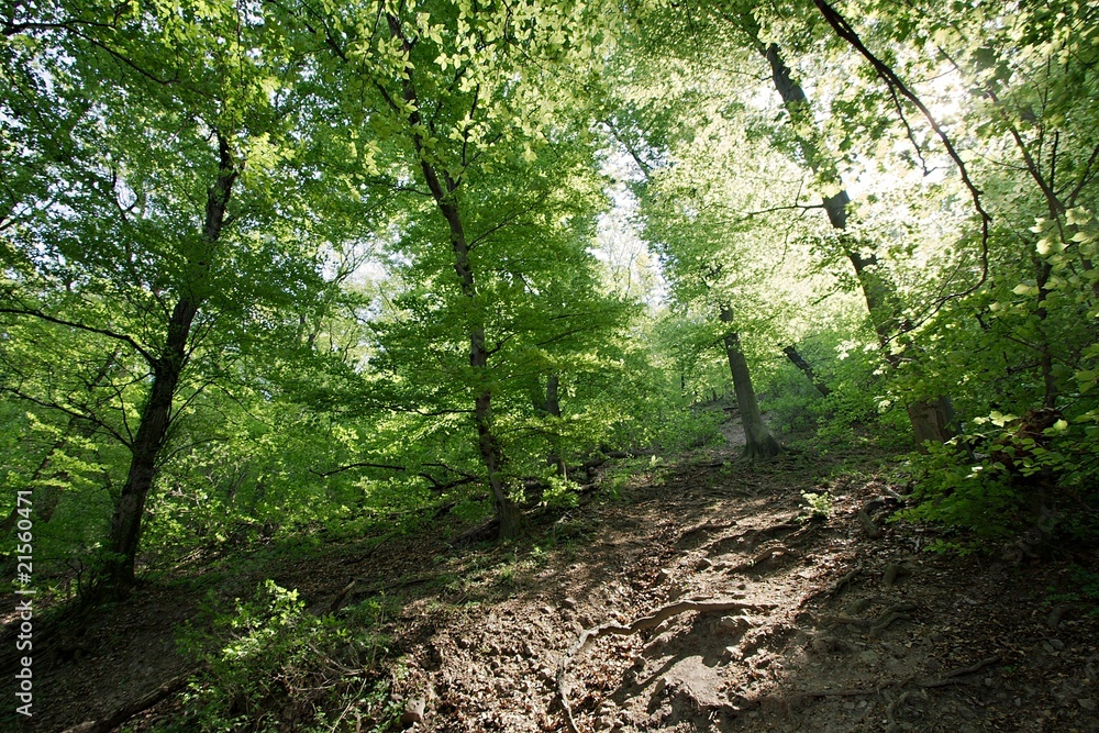 Fototapeta premium Forest
