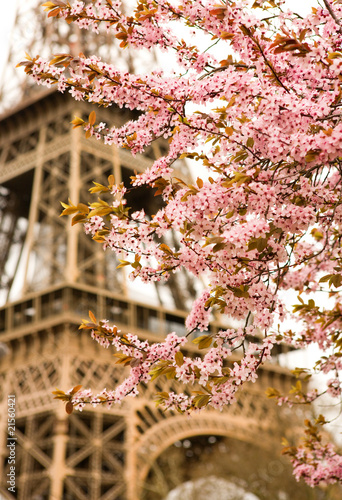 Spring in Paris. Bloomy cherry tree and the Eiffel Tower #21560421