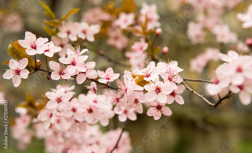 Bloomy cherry tree at springtime © Ekaterina Pokrovsky