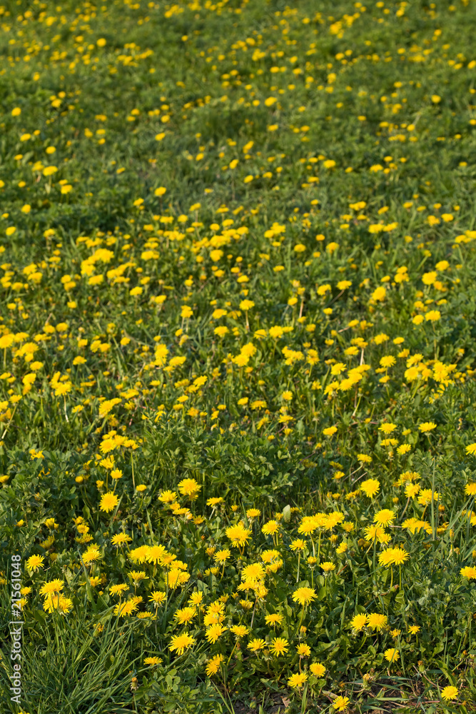 Yellow spring flowers outdoors