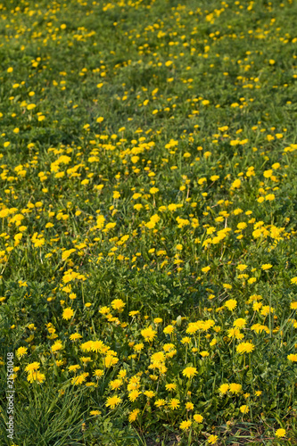 Yellow spring flowers outdoors