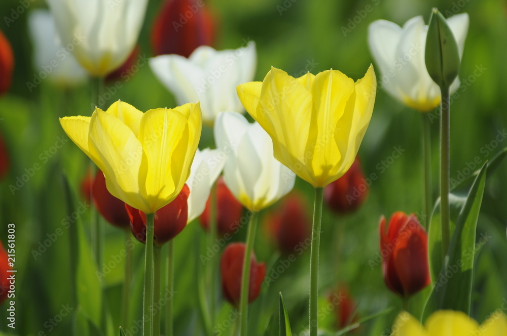 Obraz premium Tulpen