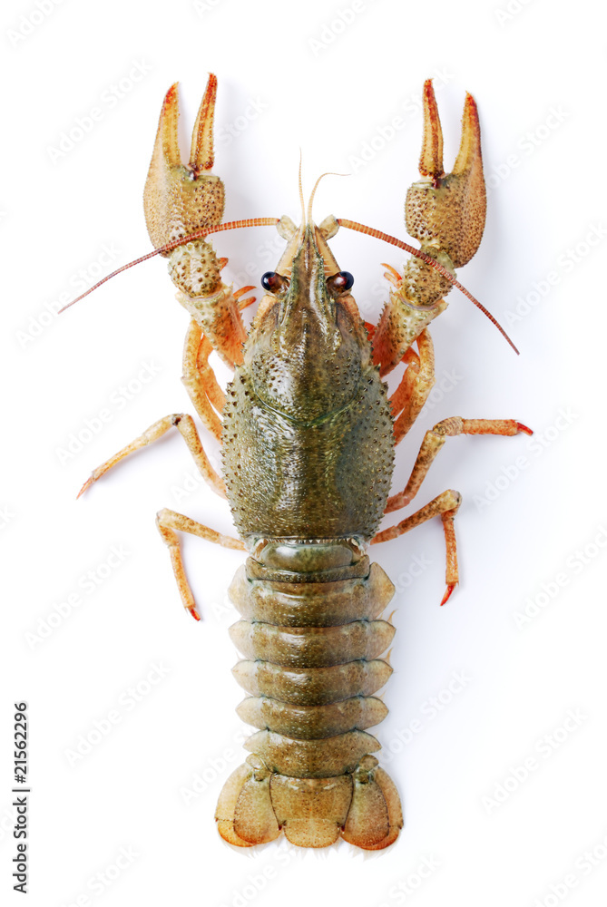 crayfish crayfish