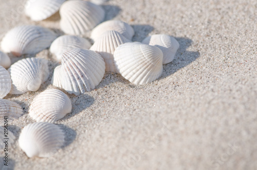 Muscheln, Sand, Sommerurlaub