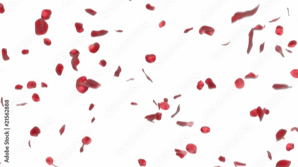 Falling rose petals - looped 3d animation