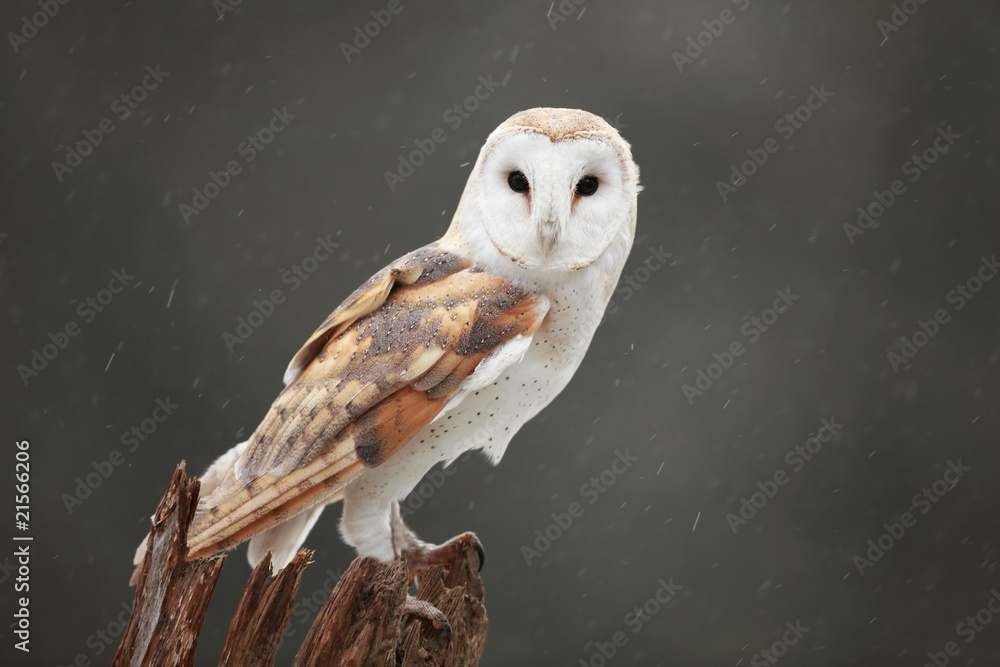 Obraz premium Barn Owl