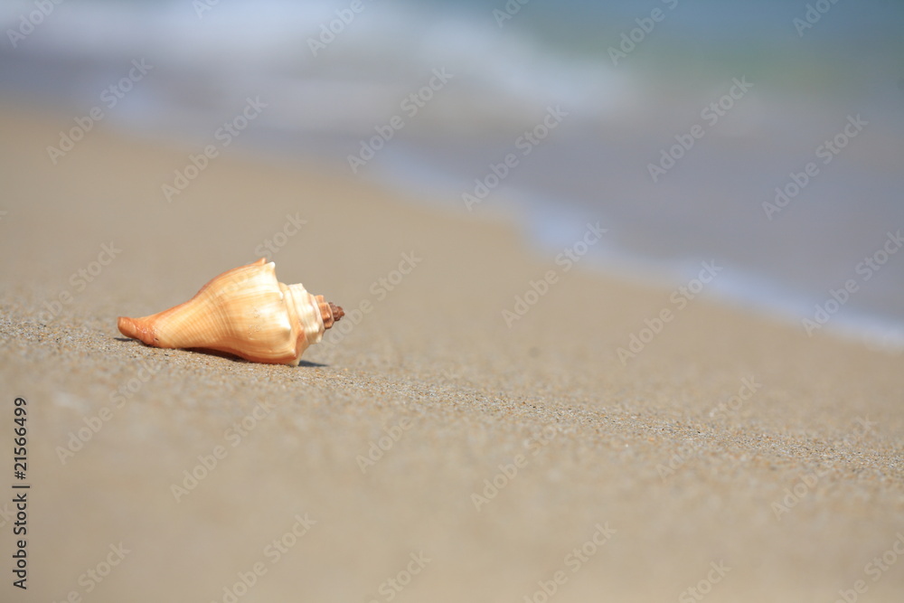 close up of shell on beach close up of shell on beach