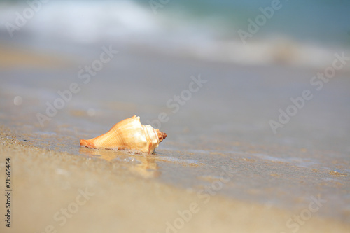 close up of shell on beach