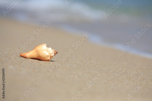 close up of shell on beach