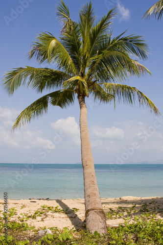 Tropical beach with a beautiful palm tree