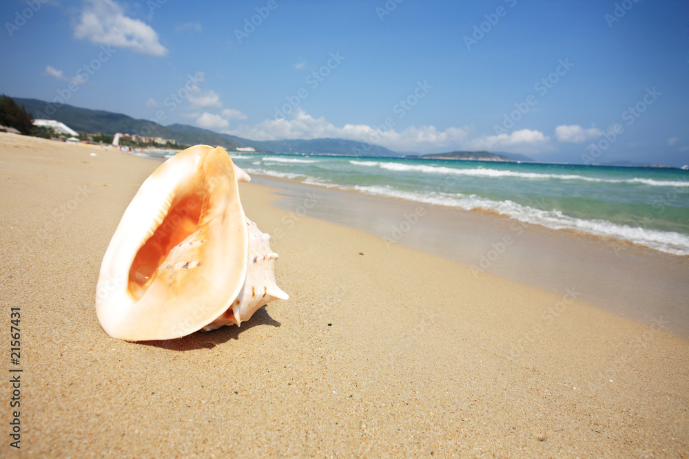 close up of shell on beach close up of shell on beach