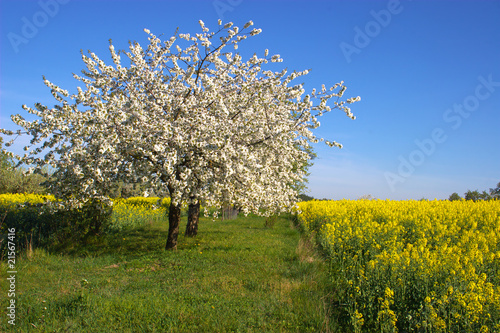 Blühender Apfelbaum