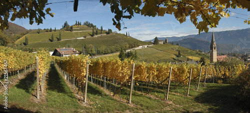 Weinbaugebiet photo