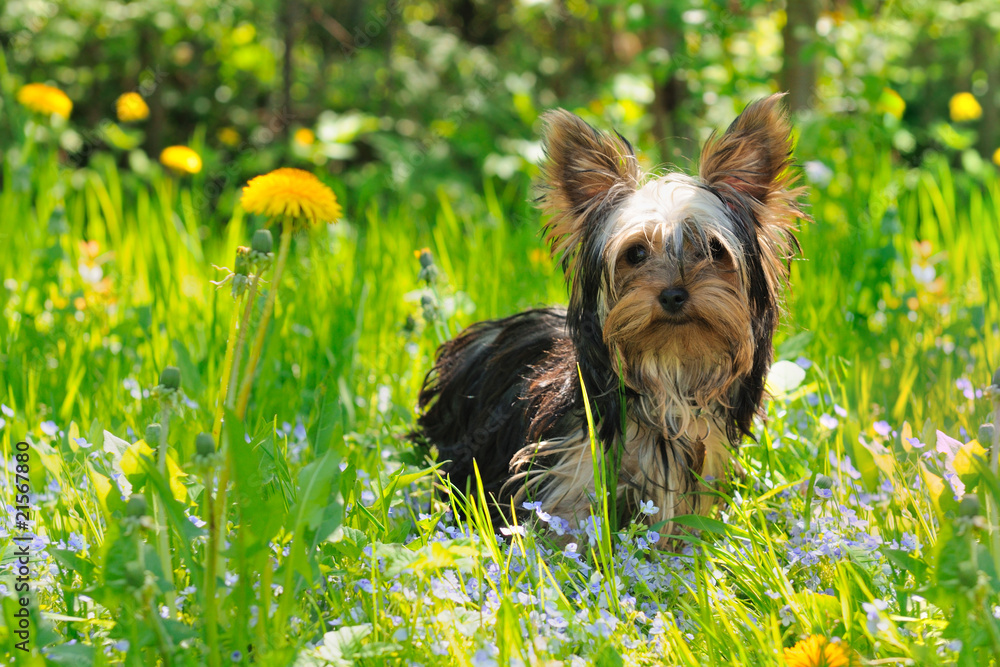 Puppy yorkshire terrier in the grass