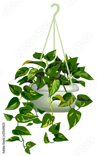 pothos appeso