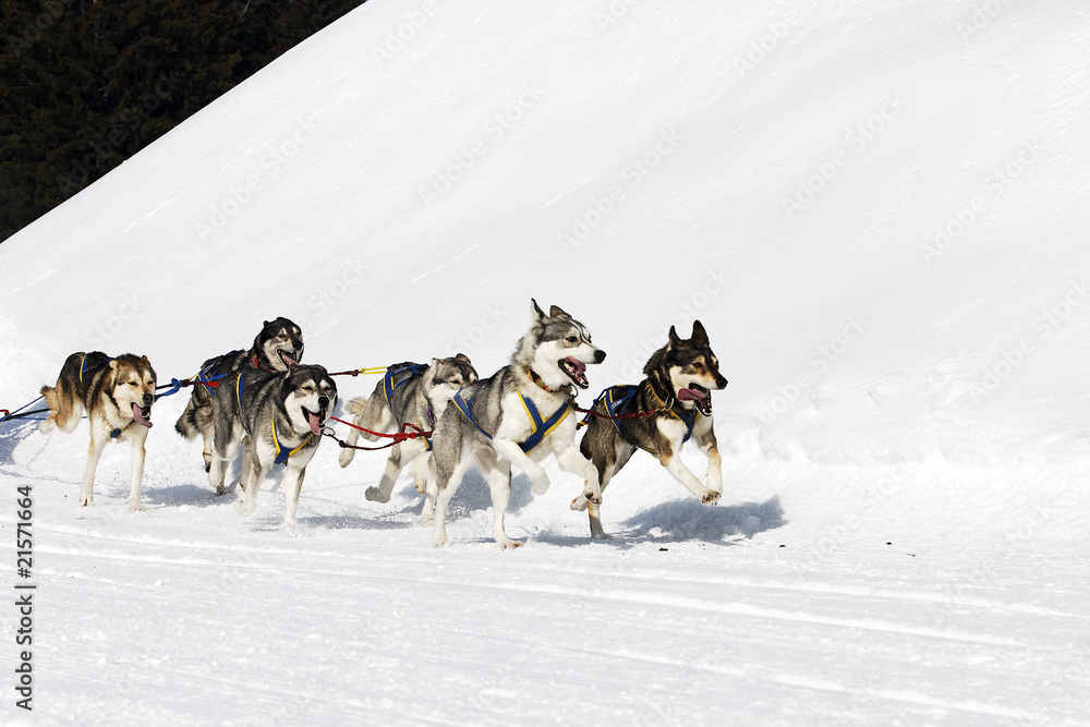Naklejka premium à fond