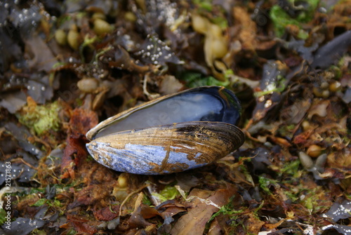 single common mussel