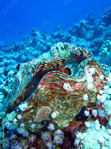 Fluted giant clam #21572638