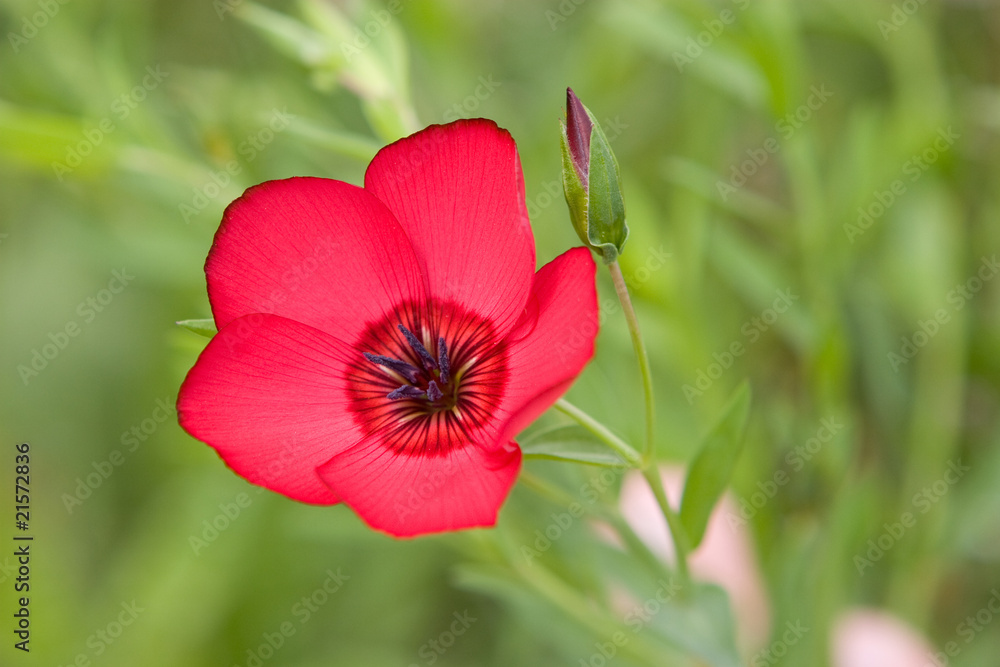 Red flax Red flax
