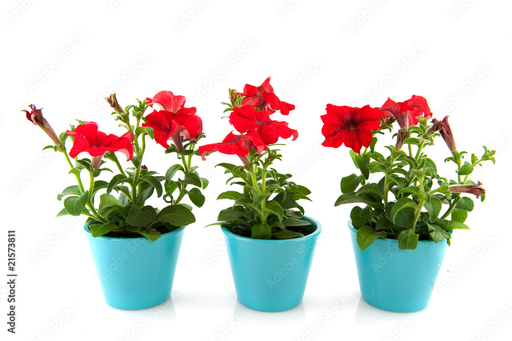 Fototapeta premium Red Petunia for the garden