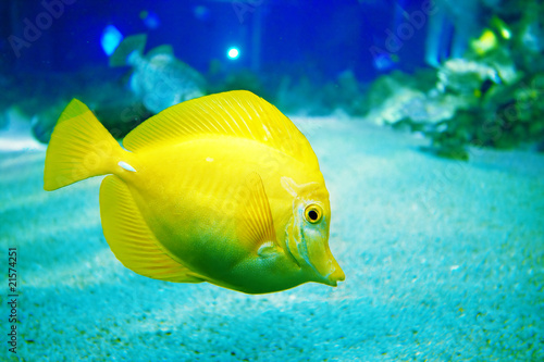 Photography Yellow tropical fish