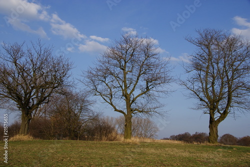 Three old sweet-cherry trees without leaves