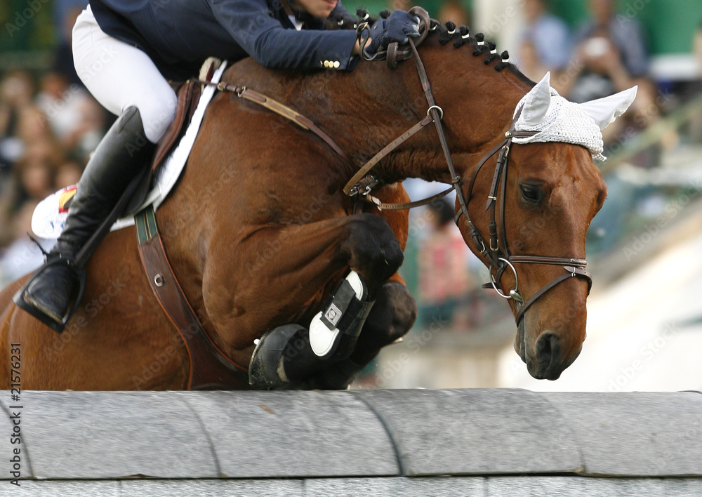 Horse jumping Horse jumping