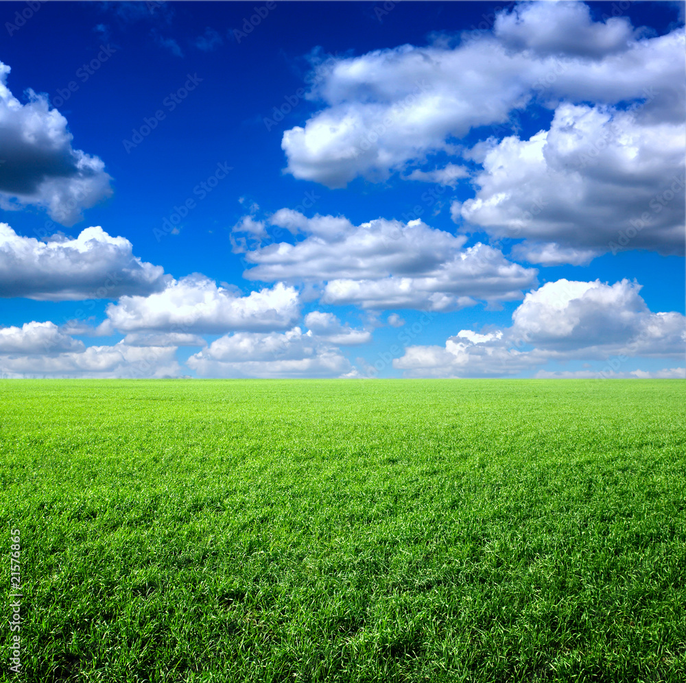 meadow meadow
