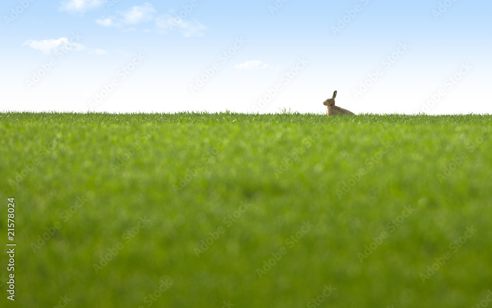 Fototapeta premium lièvre lapin campagne champs carotte nature fragile mignon
