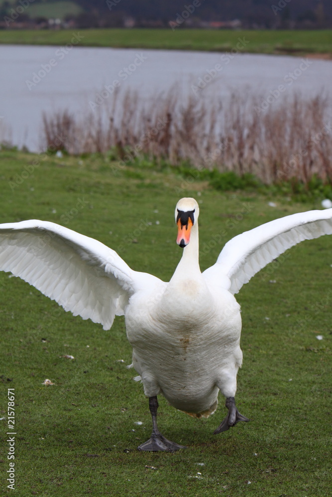 Obraz premium swan