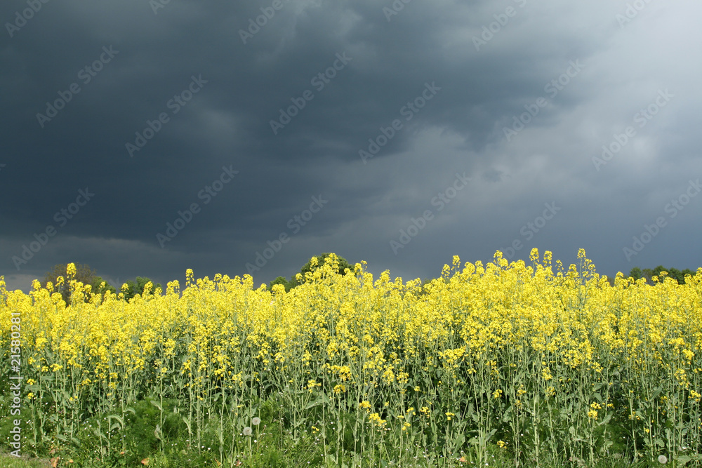 Obraz premium Rural Poland