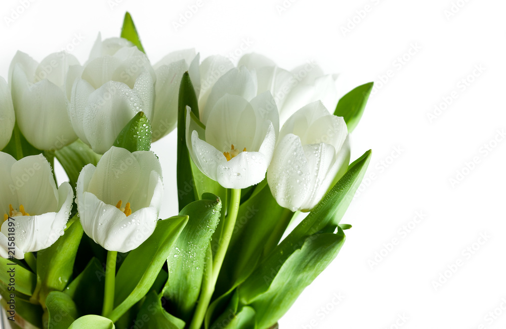White Tulips - obrazy, fototapety, plakaty 