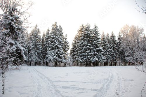 winter forest. snow on trees © Vadim Bukharin