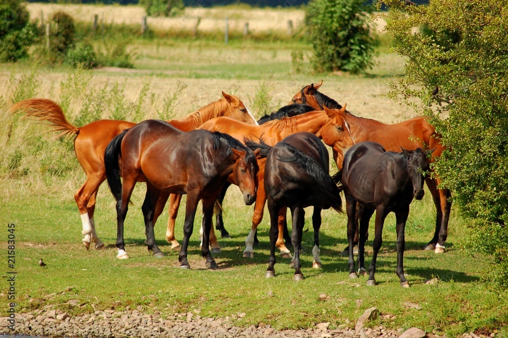 Obraz premium Pferdeherde