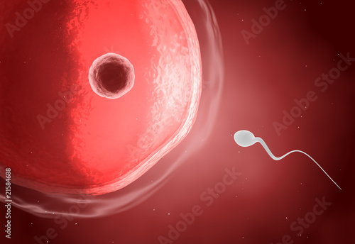 Human ovum with sperm
