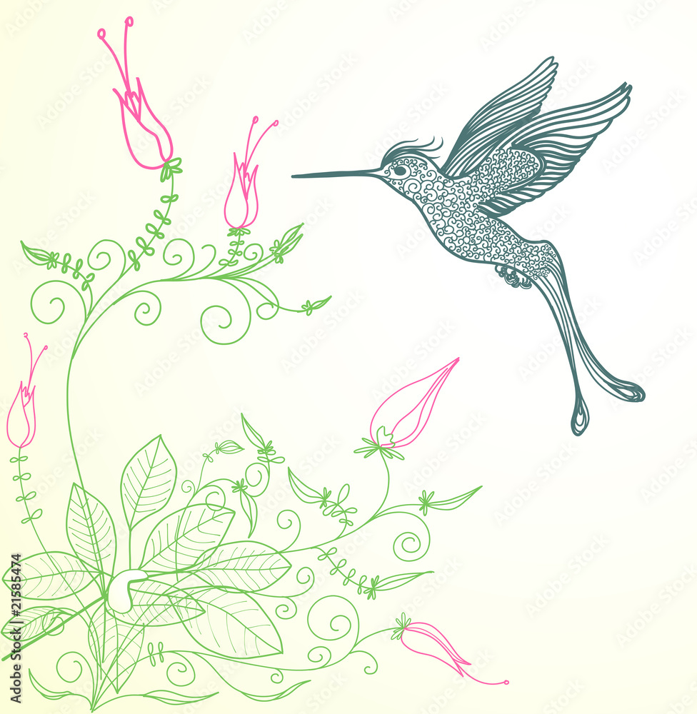 colibri colibri