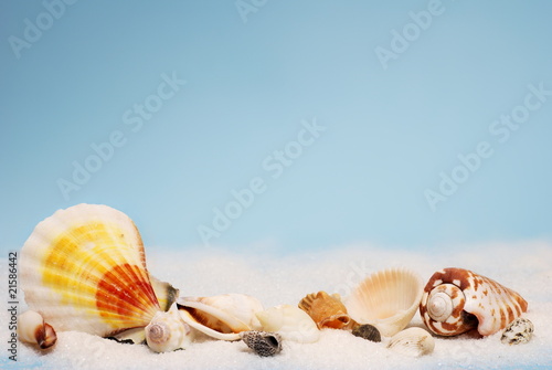 Seashells in a line