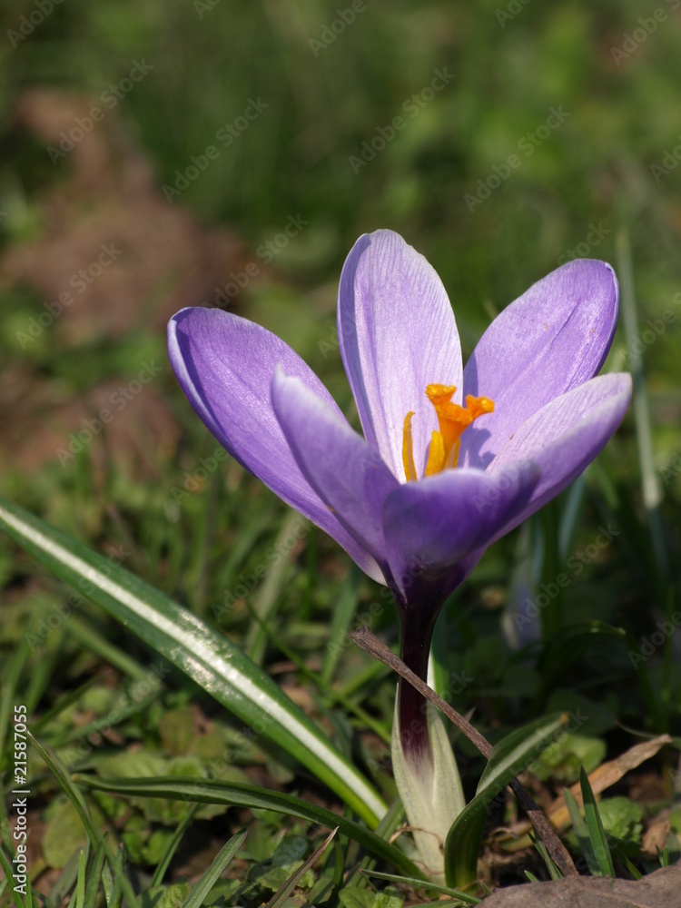 Fototapeta premium krokus