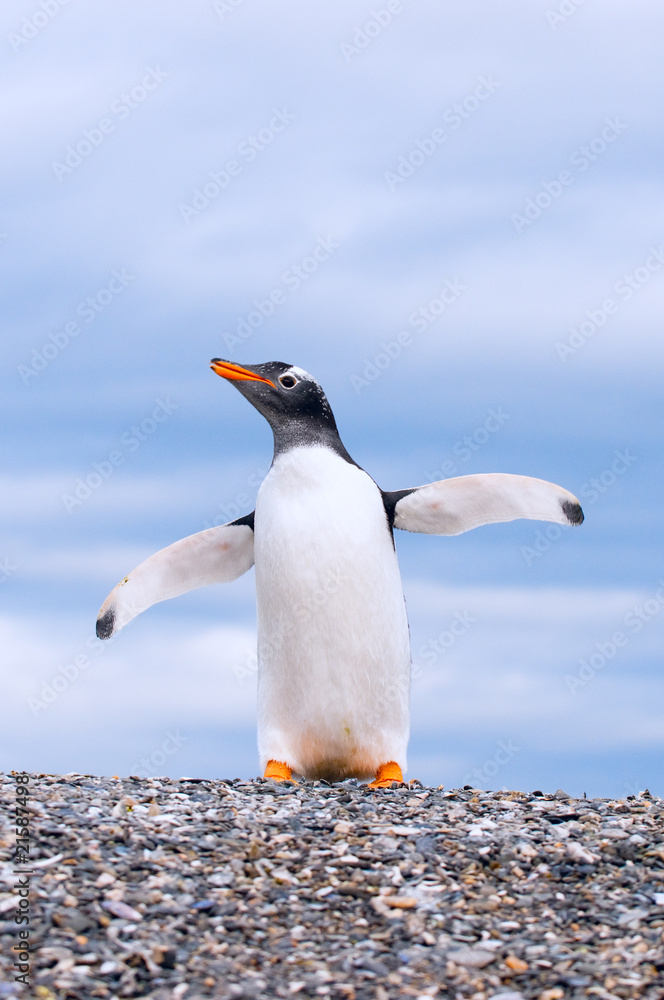 Naklejka premium gentoo penguin
